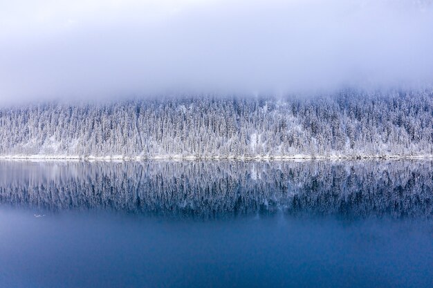 Winterlandschaft mit See umgeben von schneebedeckten Bäumen am frühen Morgen