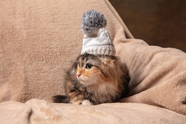 Winterstimmung. Schönes Kätzchen der sibirischen Katze, die auf Sofa sitzt, bedeckt mit einer braunen Decke.