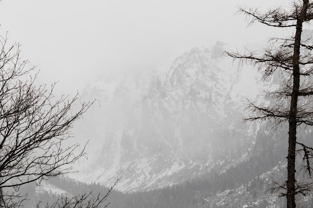 Winterwald und Berge