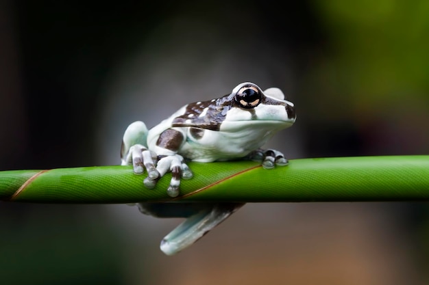 Winziger Amazonas-Milchfrosch auf Ast Panda Bear Tree Frog Tier Nahaufnahme