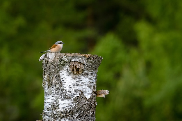 Winziger Rotrückenwürger, der auf geschnittenem Baum unter dem Sonnenlicht steht