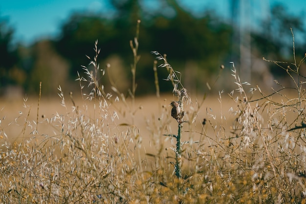 Winziger Spatz, der auf dem Gras auf einem Feld unter dem Sonnenlicht steht