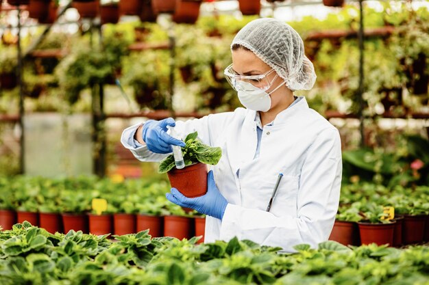 Wissenschaftlerin mit Spritze kümmert sich um Topfpflanzen in einem Gewächshaus