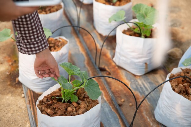 Wissenschaftliche Mitarbeiterin, Landwirtschaftsreferentin. im Gewächshaus Farm Research Melone