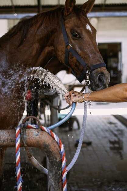 Woman Groomer kümmert sich um und kämmt Haare Pferdemantel nach dem Unterricht Hippodrom. Frau kümmert sich um ein Pferd, wäscht das Pferd nach dem Training.