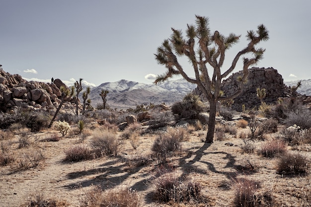 Wüste mit Büschen und Bäumen mit Bergen in der Ferne in Südkalifornien