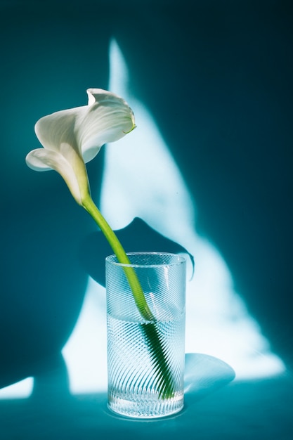 Wunderbare weiße Blume im Glas mit Wasser