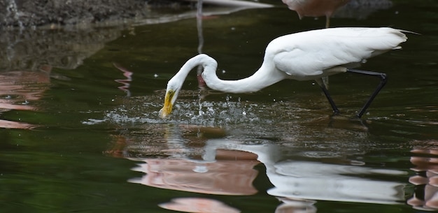 Wunderbares White Heron-Mittagessen in einem Teich