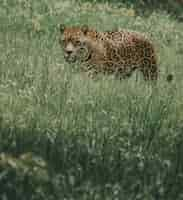 Kostenloses Foto wunderschön gefleckter wilder jaguar, der durch eine üppige wiese in einem dschungel spaziert