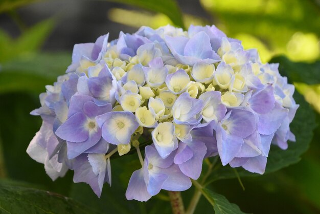 Wunderschöne cremeweiße und lavendelfarbene Hortensienblüte