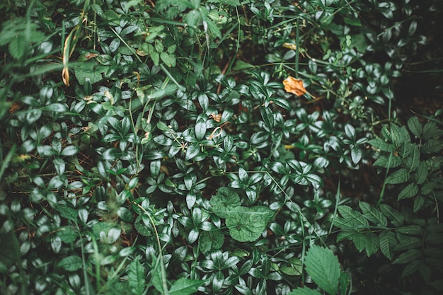 Wunderschöne grüne Büsche voller Blätter, eingefangen inmitten eines tropischen Waldes