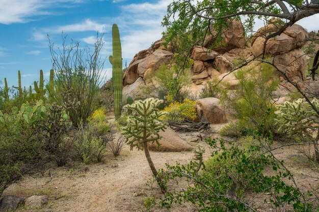 Wunderschöne Landschaft mit verschiedenen Kakteen und Wildblumen in der Sonora-Wüste außerhalb von Tucson, Arizona