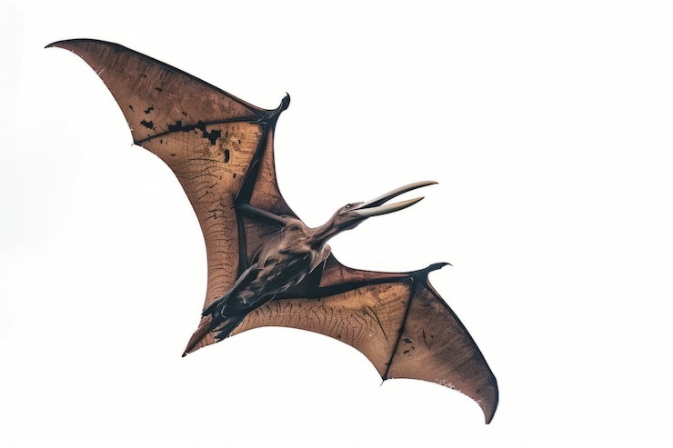 Kostenlose Foto wunderschöne pterodactylus-details