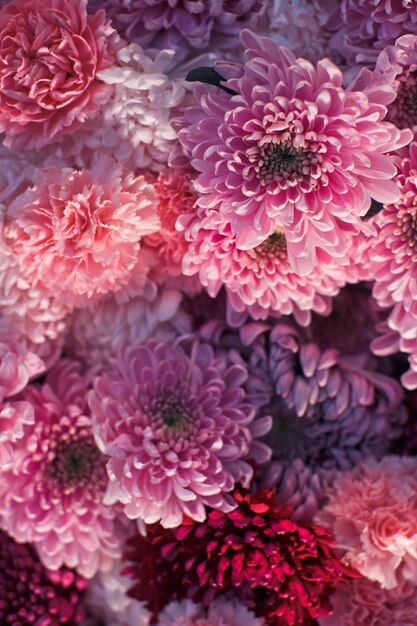 Wunderschöne rosa und rote Chrysanthemen an der Wand