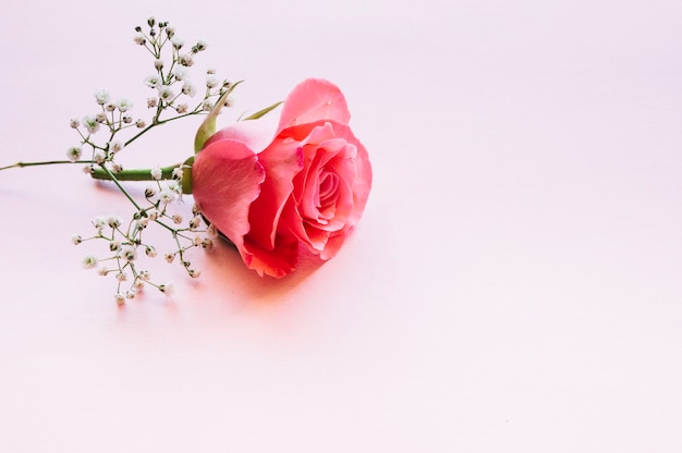 Kostenloses Foto wunderschöne rose und blühender zweig