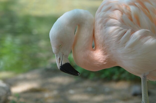 Wunderschöner chilenischer Flamingovogel mit im Buchstaben "S" gebogenem Hals.