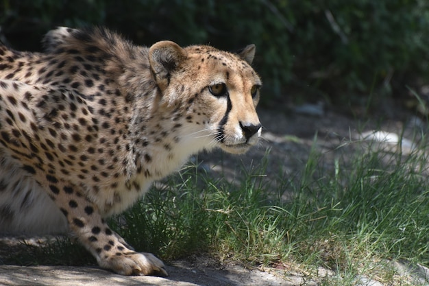 Wunderschöner hockender Gepard mit einem glatten gefleckten Fell