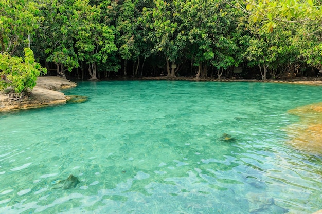 Kostenloses Foto wunderschöner kristallklarer emerald pool, berühmter natürlicher badeort und touristenziel in krabi thailand