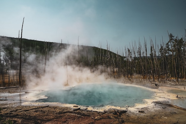 Wunderschöner Nebel, der aus dem Boden in der Nähe der Bäume aufsteigt, die im Yellowstone-Nationalpark, USA, gefangen wurden?