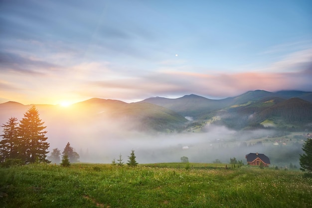 Wunderschöner nebliger Sonnenaufgang in den Karpaten, schöne Sommerlandschaft des Bezirks Volovets, lila Blumen auf grasbewachsenen Wiesen und bewaldeten Hügeln im Nebel