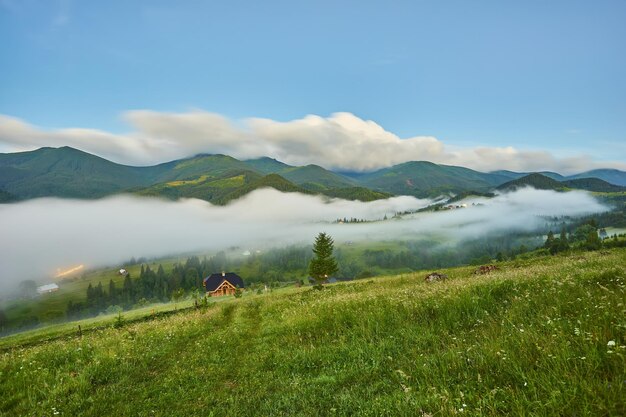 Wunderschöner nebliger Sonnenaufgang in den Karpaten, schöne Sommerlandschaft des Bezirks Volovets, lila Blumen auf grasbewachsenen Wiesen und bewaldeten Hügeln im Nebel