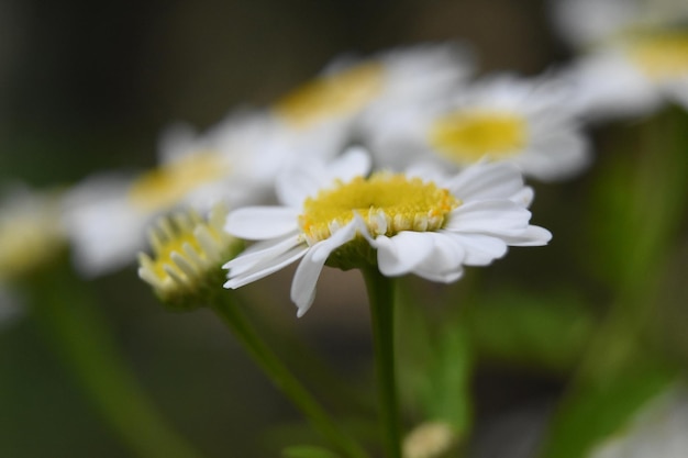 Kostenloses Foto wunderschönes blühendes gänseblümchen wie wildblumen, die aus nächster nähe blühen