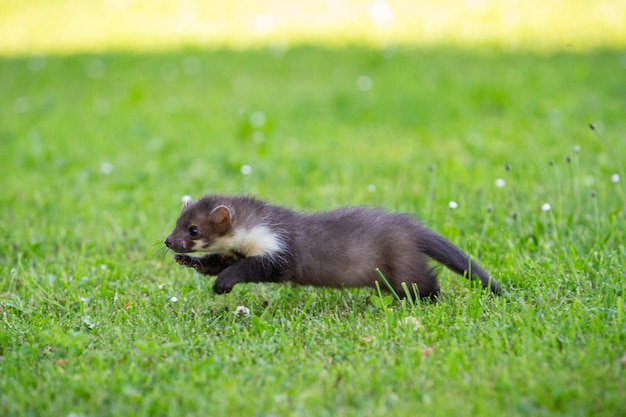 Wunderschönes süßes Steinmarder-Waldtier Martes foina Steinmarder-Detailporträt Kleines Raubtier mit dem Baumstamm in der Nähe des Waldes