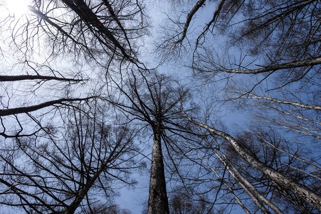 Wurmperspektive von hohen kahlen Kiefern gegen einen blauen Himmel