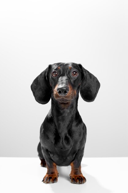 Wursthund oder weiner Hund, der gerade sitzt und gerade zuschaut Nasse Nase und kurze Beine Training und Gehorsam Hundekonzept Weißer Hintergrund Studioaufnahme Fotobild