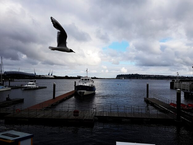 Kostenloses Foto yacht club parkplatz seagull vogel fliegen