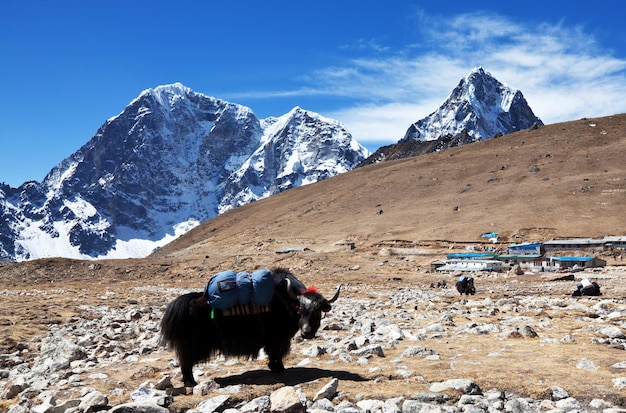 Kostenloses Foto yak in nepal