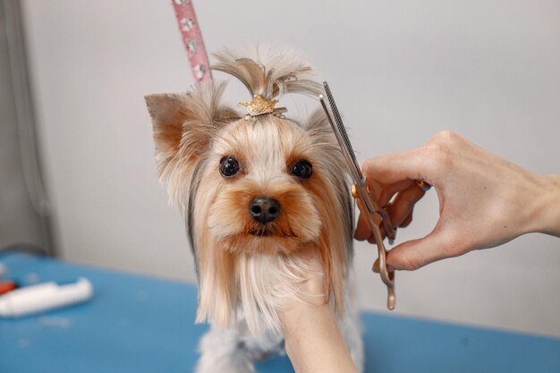 Yorkshire-Terrier, der im Groomer-Salon vorgeht Zugeschnittenes Foto eines kleinen Hundes Yorkshire-Terrier-Welpe, der einen Haarschnitt bekommt