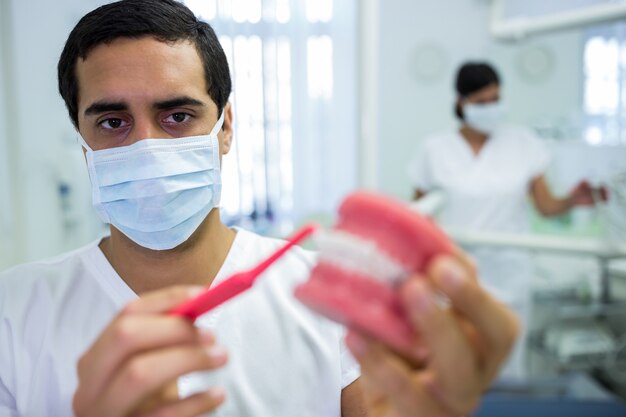 Zahnarzt, der Zahnkiefermodell mit einer Zahnbürste reinigt