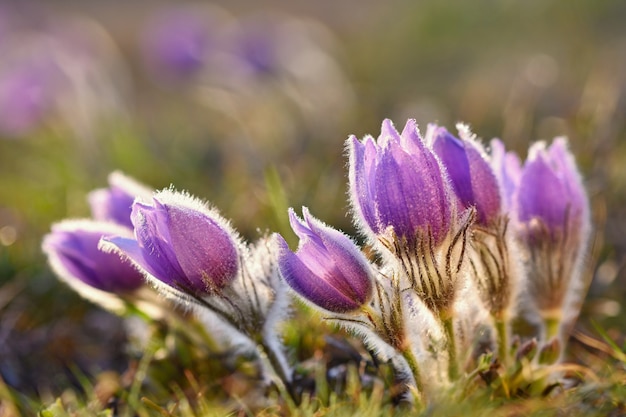 Zarte Blüten auf einem windigen Tag