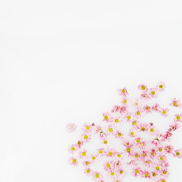 Zarte frische Blumen auf weißem Hintergrund