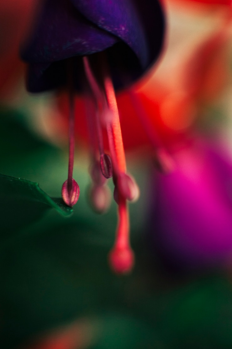 Kostenlose Foto zarte staubblätter der bunten blume