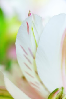 Zarter blumenhintergrund mit blütenblättern von alstroemeria-blumenmakro