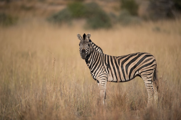 Zebra stehend in einem trockenen Grasfeld