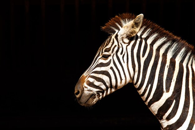 Zebraporträt isoliert auf schwarz