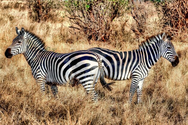 Zebras auf einem Feld, das tagsüber im Gras unter dem Sonnenlicht liegt