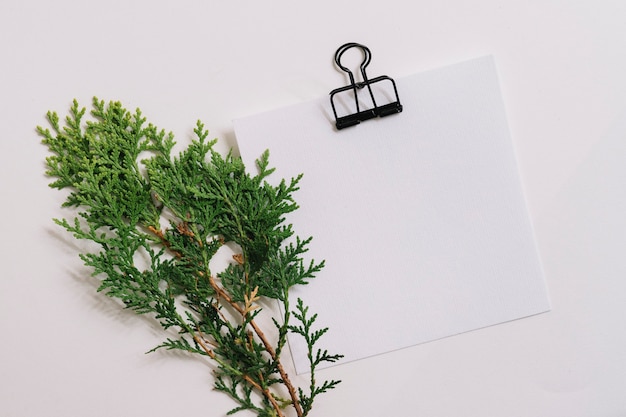 Kostenloses Foto zedernzweig mit leerem papier mit der papierklammer lokalisiert auf weißem hintergrund