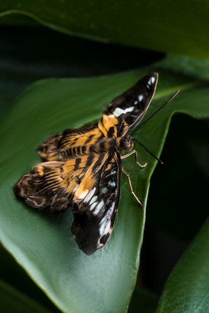 Kostenloses Foto zerbrechlicher schmetterling des hohen winkels auf blatt