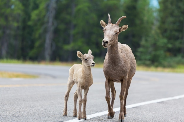 Kostenloses Foto ziege in kanada