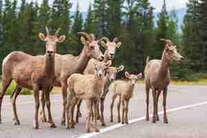 Kostenloses Foto ziege in kanada