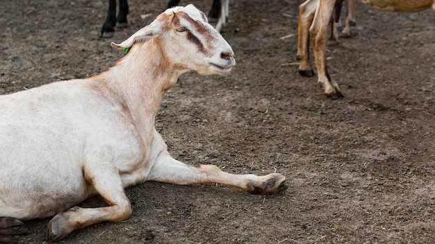 Ziegen auf der Farm sitzen auf dem Boden