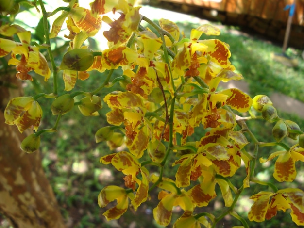 Ziemlich exotische gelbe Orchideenblüte
