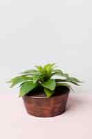 Kostenloses Foto zierpflanze in minimaler vase
