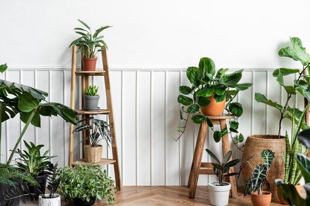 Zimmerpflanzen im Zimmer in einer Ecke auf einem Parkettboden