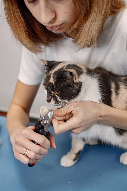 Zugeschnittenes Foto einer kleinen Katzenpfote Katze wird im Groomer-Salon behandelt Katze bekommt die Krallen getrimmt