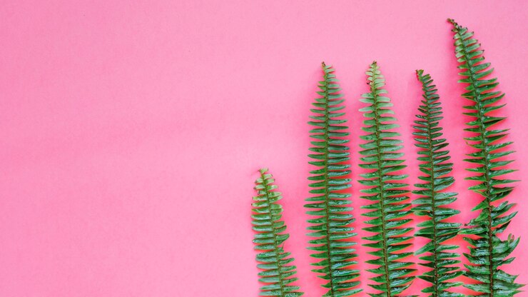 Kostenlose Foto zusammengesetzte farnblätter auf rosa